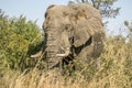 African bush elephant in Kruger Park, South Africa Royalty Free Stock Photo