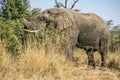 African bush elephant in Kruger Park, South Africa Royalty Free Stock Photo