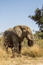 African bush elephant in Kruger Park, South Africa Royalty Free Stock Photo