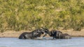 African bush elephant in Kruger Park, South Africa Royalty Free Stock Photo