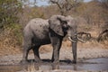 African bush elephant Royalty Free Stock Photo