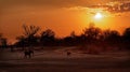 African Bush Elephant - Loxodonta africana baby elephant with its mother, walking in Mana Pools in Zimbabwe during sunset or Royalty Free Stock Photo