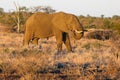 The African bush elephant Loxodonta africana big bull on the South African plains at sunset. A large male lit by the evening Royalty Free Stock Photo