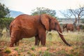 African bush elephant Loxodonta africana covered with red dust Royalty Free Stock Photo