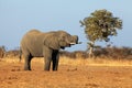 The African bush elephant Loxodonta africana drinking from the water hole in a dry savanna Royalty Free Stock Photo