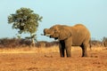 The African bush elephant Loxodonta africana drinking from the water hole in a dry savanna. Big african mammal in the dry Royalty Free Stock Photo