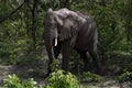 An African Bush Elephant (Loxodonta africana) emerging from the foliage in Tanzania Royalty Free Stock Photo