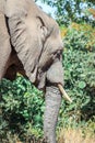 African bush elephant (Loxodonta africana) foraging in Mopani tree vegetation, Kruger National Park Royalty Free Stock Photo