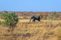 African bush elephant (Loxodonta africana) foraging in Mopani tree vegetation, Kruger National Park Royalty Free Stock Photo