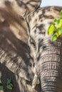 African bush elephant (Loxodonta africana) foraging in Mopani tree vegetation, Kruger National Park Royalty Free Stock Photo