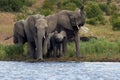 The African bush elephant Loxodonta africana group of elephants drinking from a small lagoon. Drinking elephants, a large female Royalty Free Stock Photo
