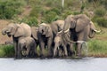 The African bush elephant Loxodonta africana group of elephants drinking from a small lagoon. Drinking elephants, a large female Royalty Free Stock Photo
