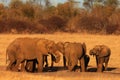 The african bush elephant ,Loxodonta africana, group of the elephants by the waterhole at sunset.Drinking a family of elephants at Royalty Free Stock Photo