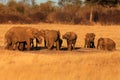 The african bush elephant ,Loxodonta africana, group of the elephants by the waterhole at sunset.Drinking a family of elephants at Royalty Free Stock Photo