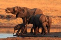 The african bush elephant Loxodonta africana group of the elephants by the waterhole at sunset.Drinking a family of elephants at Royalty Free Stock Photo