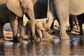 The African bush elephant Loxodonta africana a herd of elephants with baby drinks from the waterhole Royalty Free Stock Photo