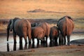 The African bush elephant Loxodonta africana, a herd of elephants standing at a watering hole. Elephant butts in the setting sun