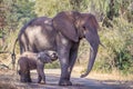 African bush elephant (Loxodonta africana) herd, Kruger National Park Royalty Free Stock Photo