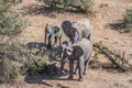 African bush elephant (Loxodonta africana) herd, Kruger National Park Royalty Free Stock Photo