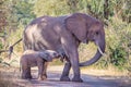 African bush elephant (Loxodonta africana) herd, Kruger National Park Royalty Free Stock Photo