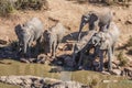 African bush elephant (Loxodonta africana) herd, Kruger National Park Royalty Free Stock Photo