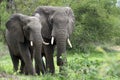 African bush elephant (Loxodonta africana) Royalty Free Stock Photo