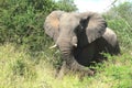 African bush elephant (Loxodonta africana)