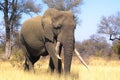 African bush elephant (Loxodonta africana) Royalty Free Stock Photo