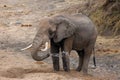 The African bush elephant Loxodonta africana looking for water in dry riverbeds, drinking. A large male dug a water pit to drink Royalty Free Stock Photo