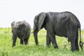 African bush elephant Royalty Free Stock Photo