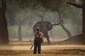 African Bush Elephant - Loxodonta africana in Mana Pools National Park in Zimbabwe, standing in the forest and looking at the Royalty Free Stock Photo