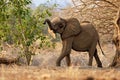 African Bush Elephant - Loxodonta africana in Mana Pools National Park in Zimbabwe, standing in the green forest and eating or Royalty Free Stock Photo