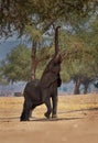 African Bush Elephant - Loxodonta africana in Mana Pools National Park in Zimbabwe, standing in the green forest and eating or Royalty Free Stock Photo