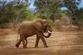 African Bush Elephant - Loxodonta africana in Mana Pools National Park in Zimbabwe, standing in the green forest and eating or Royalty Free Stock Photo