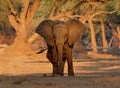 African Bush Elephant - Loxodonta africana in Mana Pools National Park in Zimbabwe, standing in the green forest and eating or Royalty Free Stock Photo