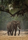 African Bush Elephant - Loxodonta africana in Mana Pools National Park in Zimbabwe, standing in the green forest and eating or Royalty Free Stock Photo