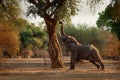 African Bush Elephant - Loxodonta africana in Mana Pools National Park in Zimbabwe, standing in the green forest and eating or Royalty Free Stock Photo