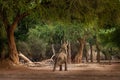 African Bush Elephant - Loxodonta africana in Mana Pools National Park in Zimbabwe, standing in the green forest and eating or Royalty Free Stock Photo