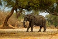 African Bush Elephant - Loxodonta africana in Mana Pools National Park in Zimbabwe, standing in the green forest and eating or Royalty Free Stock Photo