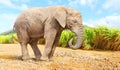 African Bush Elephant - Loxodonta africana near sugar cane field. Royalty Free Stock Photo