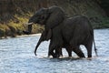 African Bush Elephant - Loxodonta africana pair two elephants bathing in the river Zambezi, Mana Pools in Zimbabwe near Zambia Royalty Free Stock Photo