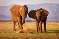 African Bush Elephant - Loxodonta africana pair of two elephants on the Zambezi riverside, Mana Pools in Zimbabwe near Zambia Royalty Free Stock Photo