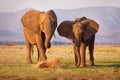 African Bush Elephant - Loxodonta africana pair two elephants on the Zambezi riverside, Mana Pools in Zimbabwe near Zambia Royalty Free Stock Photo