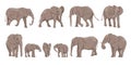 African bush elephant Loxodonta africana set. Females, males and cubs of the African savanna elephant in different poses