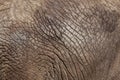 African bush elephant (Loxodonta africana). Skin texture. Royalty Free Stock Photo