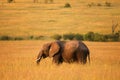 African bush elephant Royalty Free Stock Photo