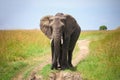 African bush elephant Royalty Free Stock Photo