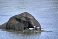 African bush elephant (Loxodonta africana) swimming