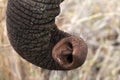 The African bush elephant Loxodonta africana, trunk. Close up of an elephant`s trunk Royalty Free Stock Photo