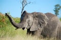 African bush elephant (Loxodonta africana)